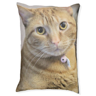 Purr Pet Bed