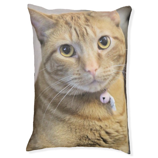 Purr Pet Bed (Front Vertical)