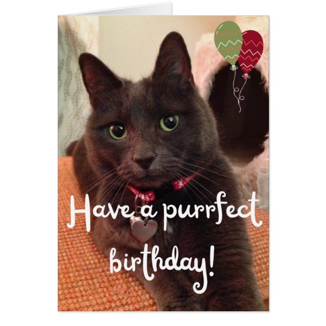 Purrfect Cat Photo Birthday Card - Blank Inside (Front)