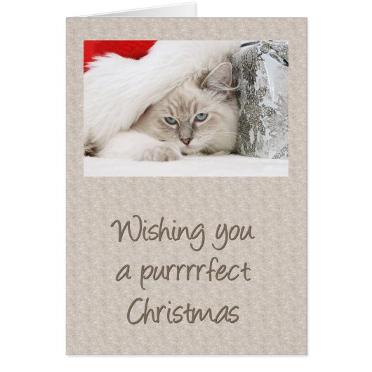 Purrfect Kitty Christmas Cards (Front)