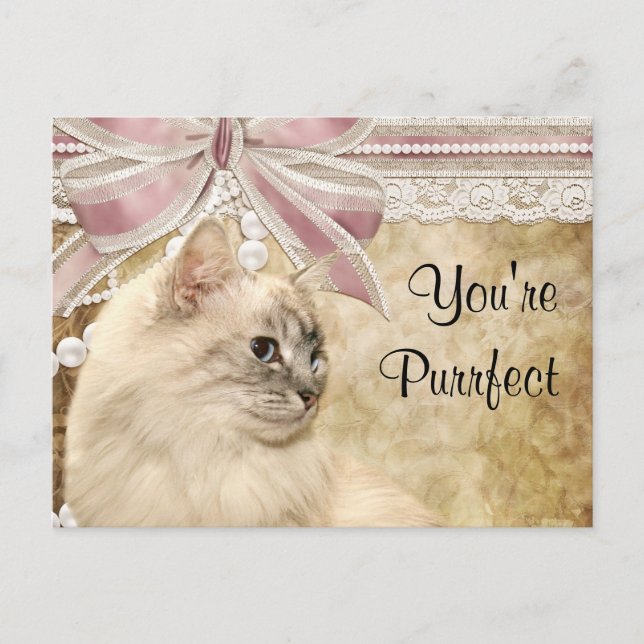 Purrfect kitty valentine holiday postcard (Front)