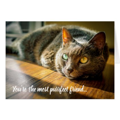 Purrfect Perfect Friend Cat Thinking of You Card