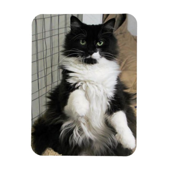 Purrrfect Cat Photo Designed Refrigerator  Magnet (Vertical)