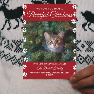 Purrrfect Christmas   Cat Holiday Photo