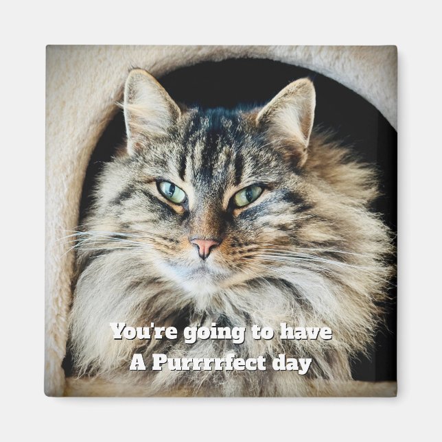 Purrrrfect Day Magnet (Front)