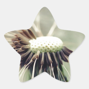 Pusteblume 2013 3 star sticker