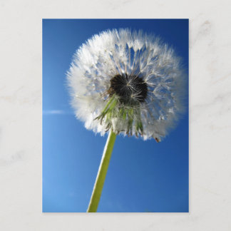 Pusteblume Postcard