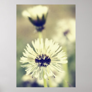 Pusteblume Poster