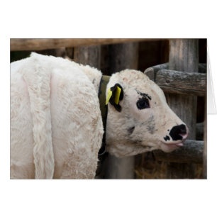Pustertal Pied Calf Cards