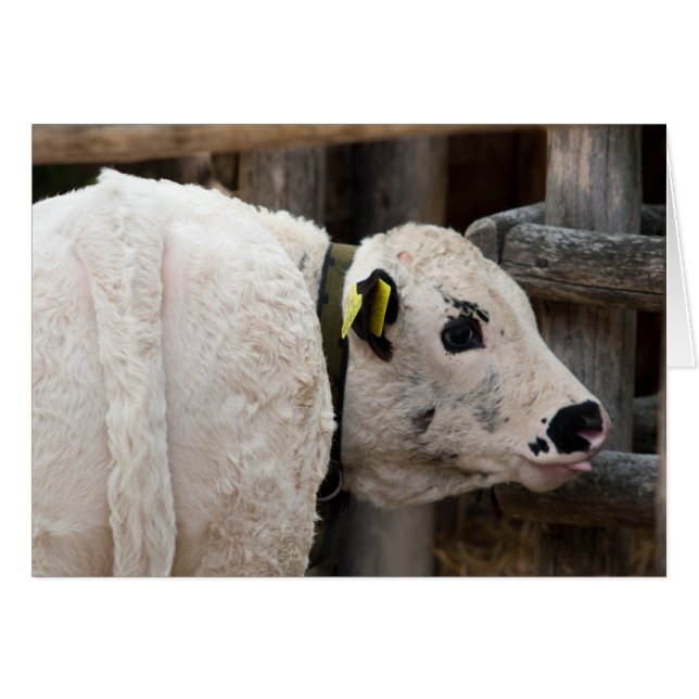 Pustertal Pied Calf Cards (Front Horizontal)