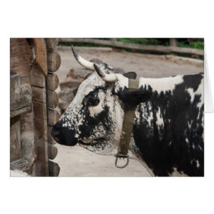 Pustertal Pied Cow Cards