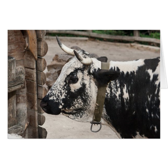 Pustertal Pied Cow Cards (Front Horizontal)