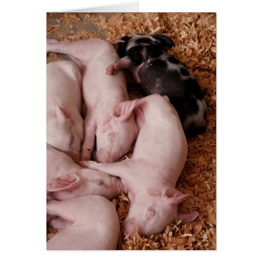 Puyallup Fair Piglets Cards (Front)