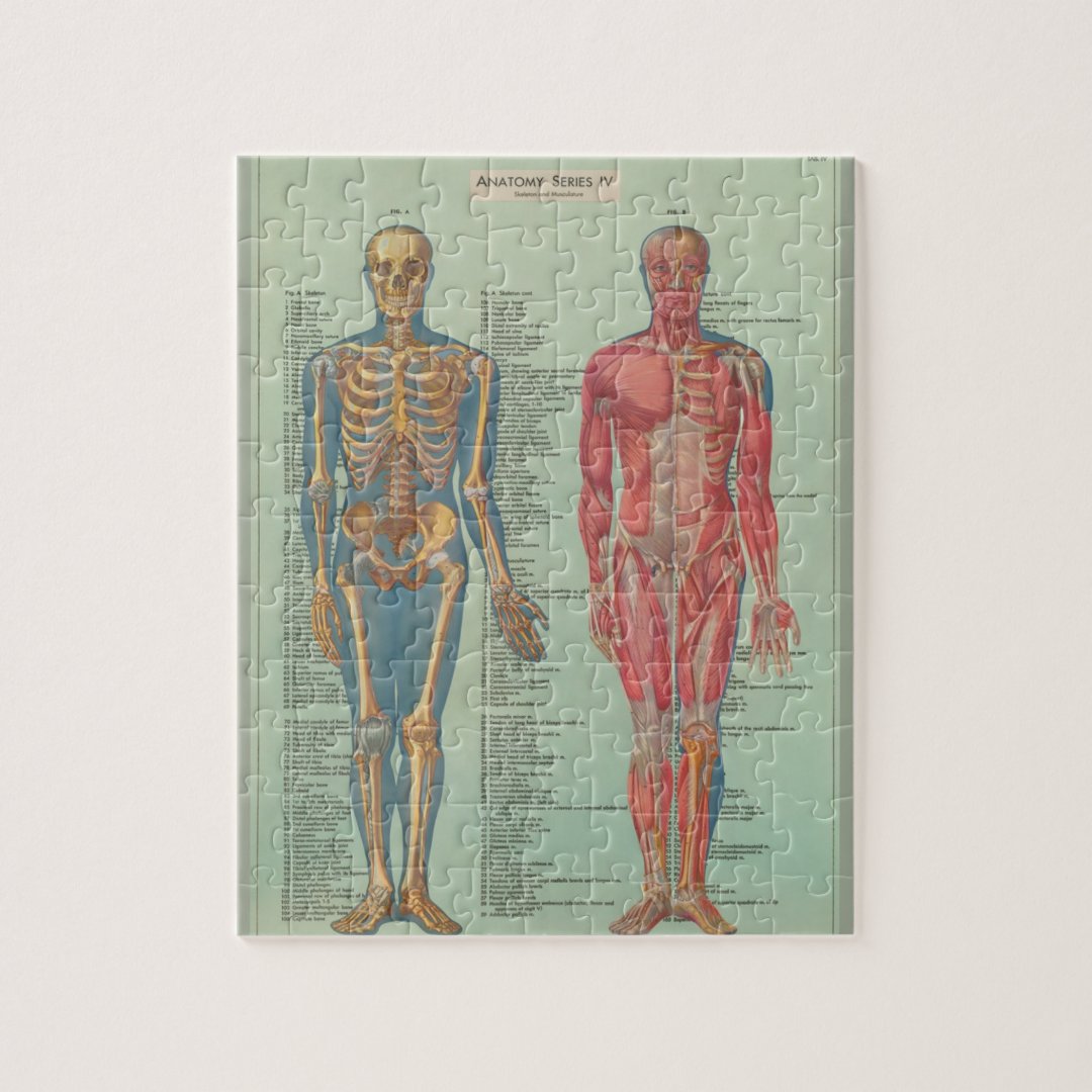 Puzzle Anatomy Zazzle