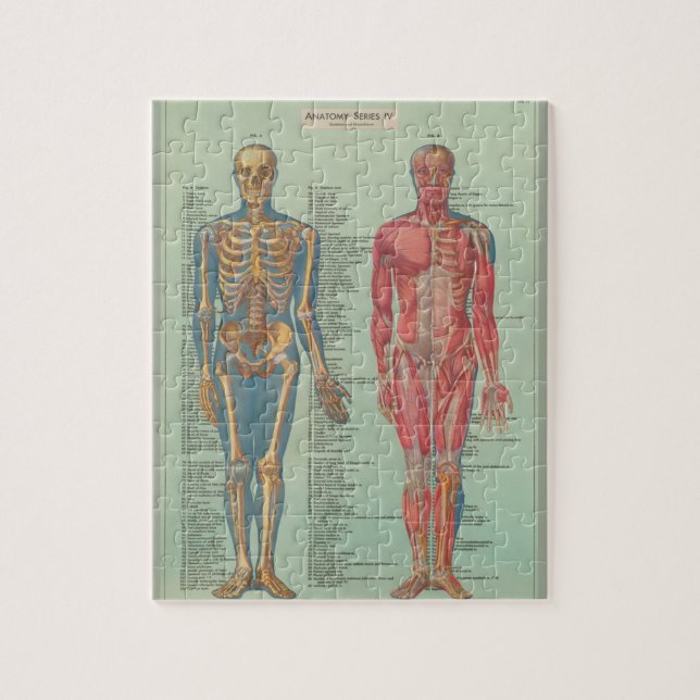 Puzzle - Anatomy (Vertical)
