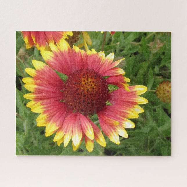 Puzzle - Indian Blanket Flower (Horizontal)