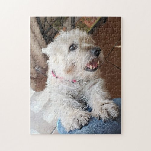 Puzzle of Zoe Cairn Terrier Making Eyes
