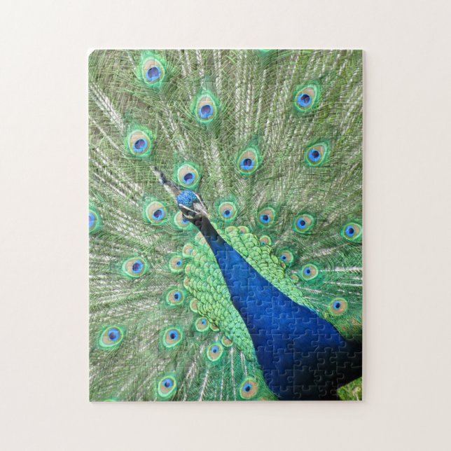 Puzzle - Peacock Displaying Tail Feathers (Vertical)