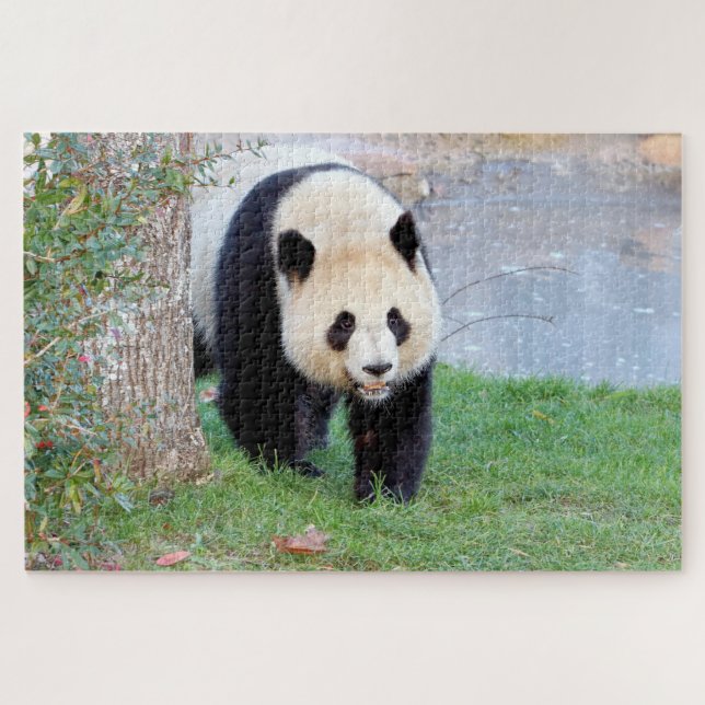 puzzle Photo giant panda , animals 0340. (Horizontal)