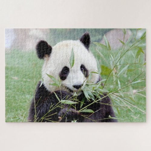 puzzle Photo giant panda  animals 0343