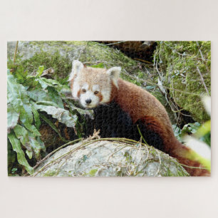 puzzle Photo red panda , animals 0523.