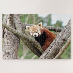 puzzle Photo red panda , animals 0524.