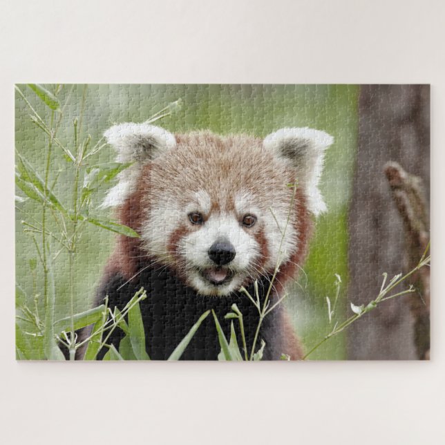puzzle Photo red panda , animals 0526. (Horizontal)