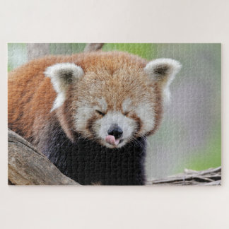 puzzle Photo red panda , animals 0527.