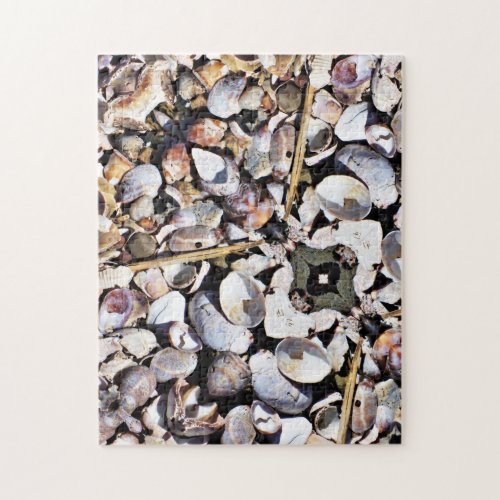 Puzzle _ Sea Shells