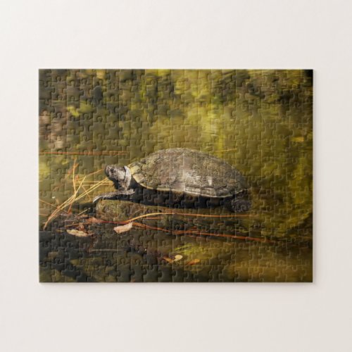 Puzzle _ Turtle on Log in Pond