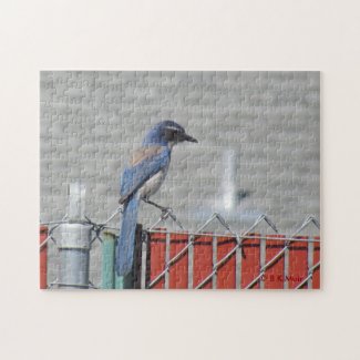 Puzzle - Western Scrub-Jay on Fence