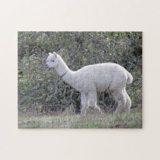 Puzzle - White Alpaca