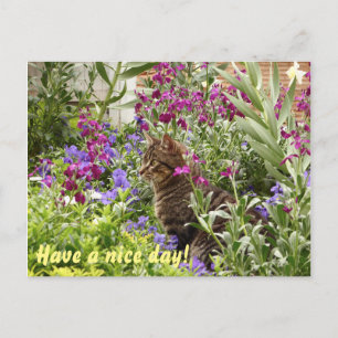 Puzzled cat! postcard