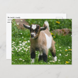 Pygmy Dwarf Goat Kid in Flowers Postcard