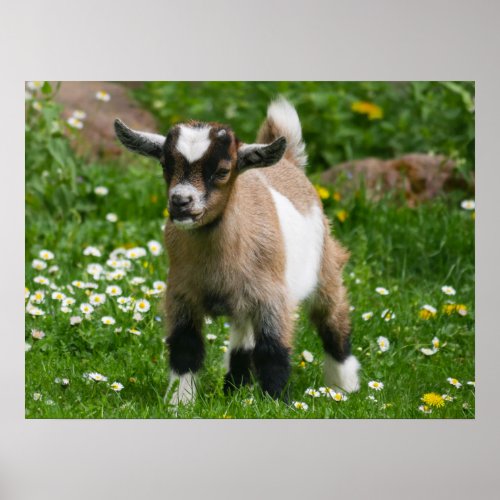 Pygmy Dwarf Goat Kid in Flowers Poster