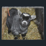 Pygmy Goat Babies Calendar<br><div class="desc">Pygmy Goat babies from my farm in Washington State</div>