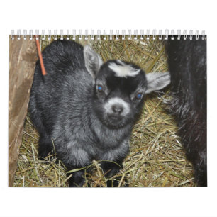 Pygmy Goat Babies Calendar