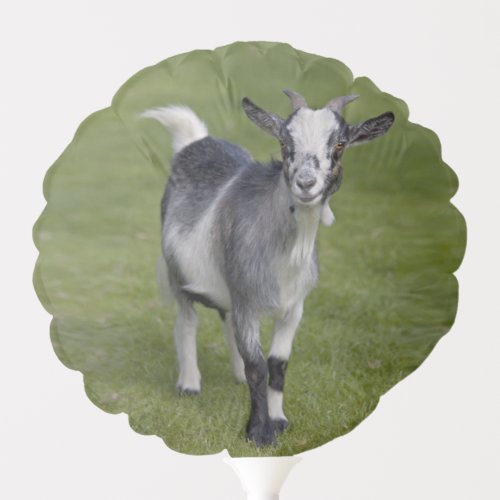 Pygmy Goat Balloon