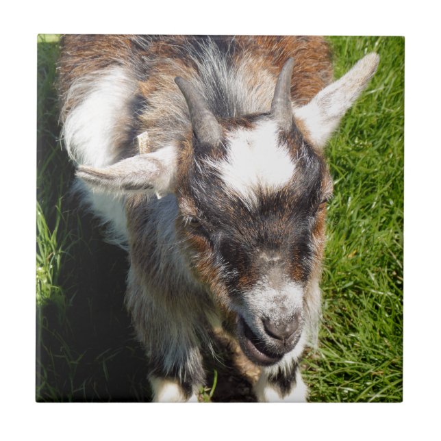 PYGMY GOAT CERAMIC TILE (Front)