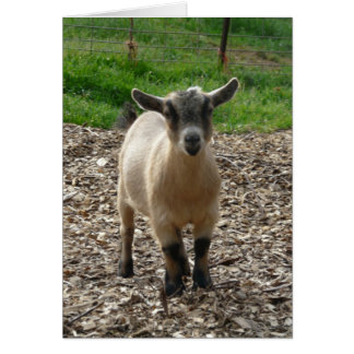 Pygmy Goat Doe Cards