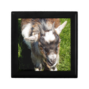 PYGMY GOAT GIFT BOX