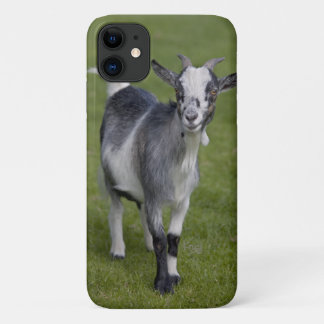 Pygmy Goat iPhone 11 Case
