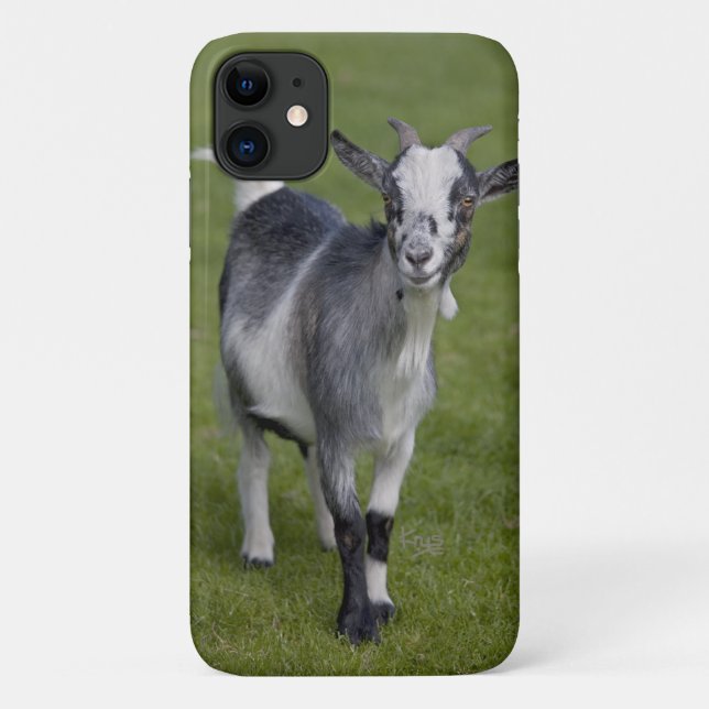 Pygmy Goat iPhone 11 Case (Back)