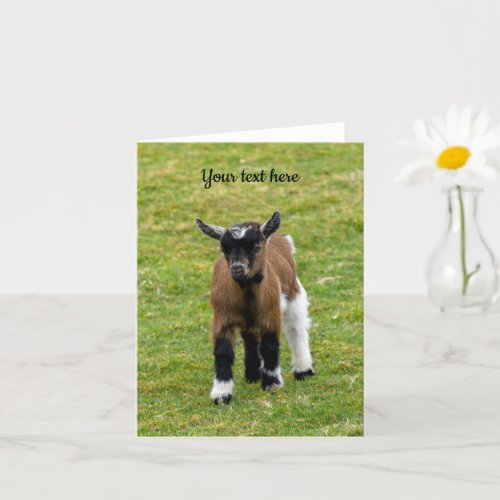 Pygmy Goat Kid Greeting Card