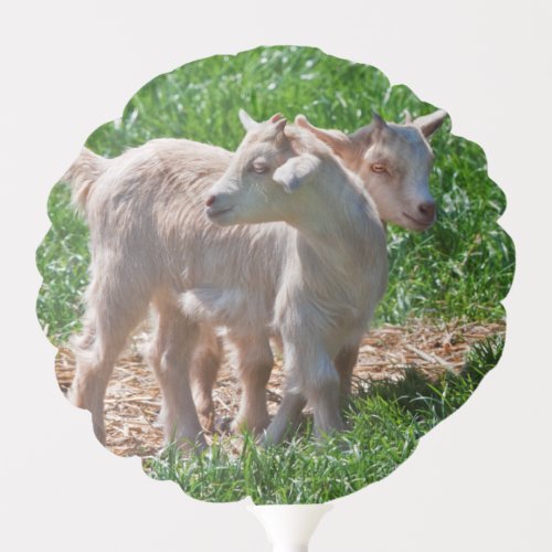 Pygmy Goat Kids Balloon