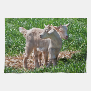 Pygmy Goat Kids Kitchen Towel