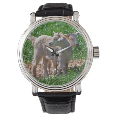 Pygmy Goat Kids Watch