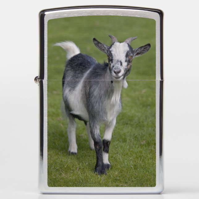 Pygmy Goat Lighter (Front)