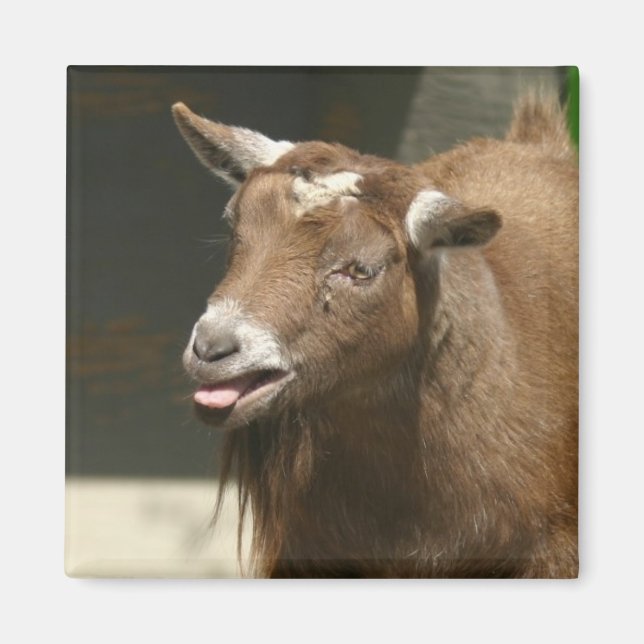 pygmy goat magnet (Front)