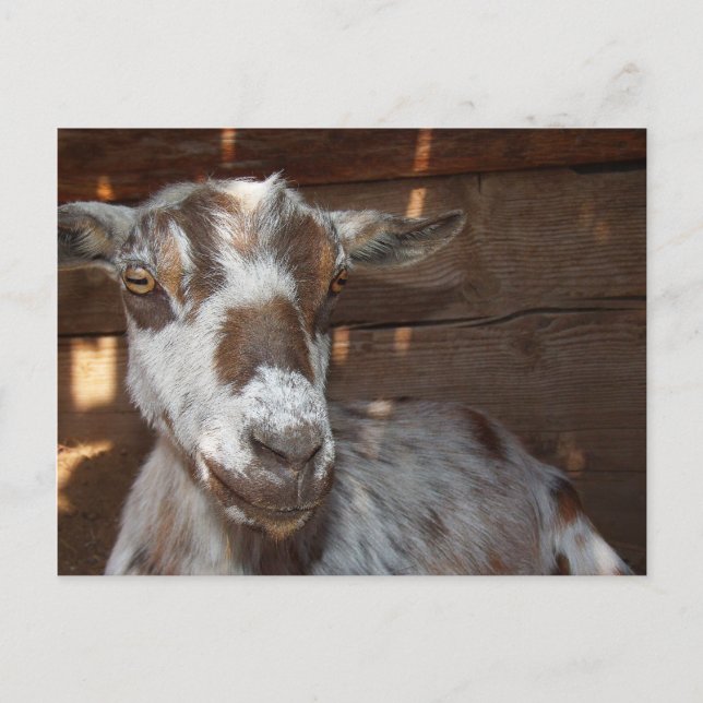 Pygmy Goat Postcard (Front)